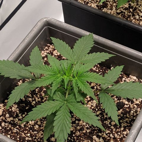 Zkittlez #3 growlog timeline photo