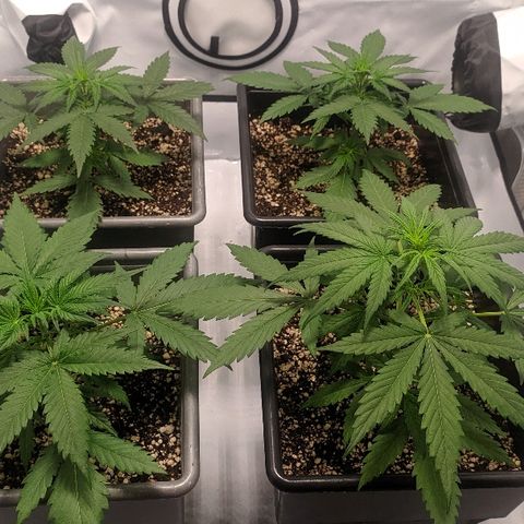 Zkittlez #3 growlog timeline photo