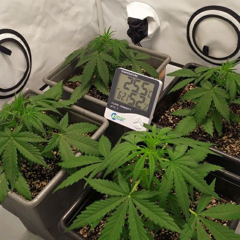 Zkittlez #3 growlog photo: Algunas hs despues del riego con melaza a la tarde. (Comen siempre a primera hora de la mañana)