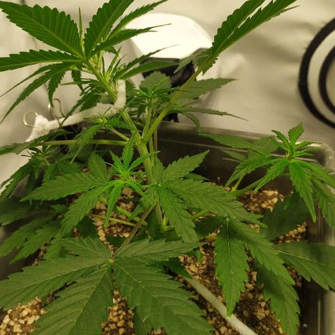 Zkittlez #3 growlog photo: 1 lst