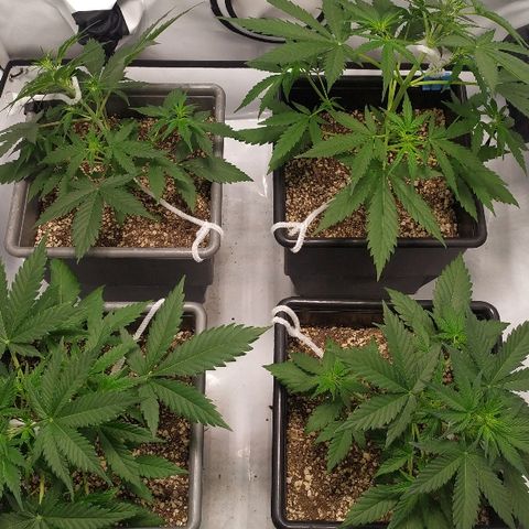 Zkittlez #3 growlog photo: 1 LST