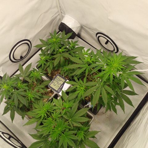 Zkittlez #3 growlog photo: 3 día lst