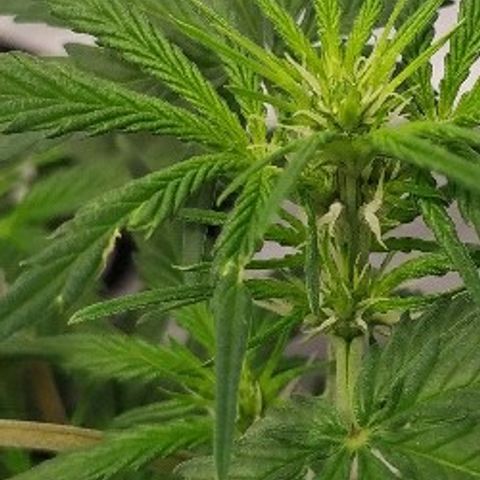 Zkittlez #3 growlog photo: Agujeros