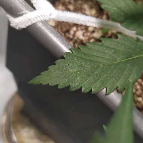 Zkittlez #3 growlog timeline photo