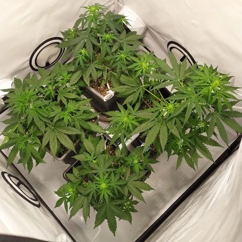 Zkittlez #3 growlog timeline photo
