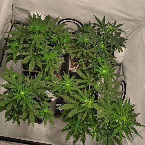 Zkittlez #3 growlog timeline photo