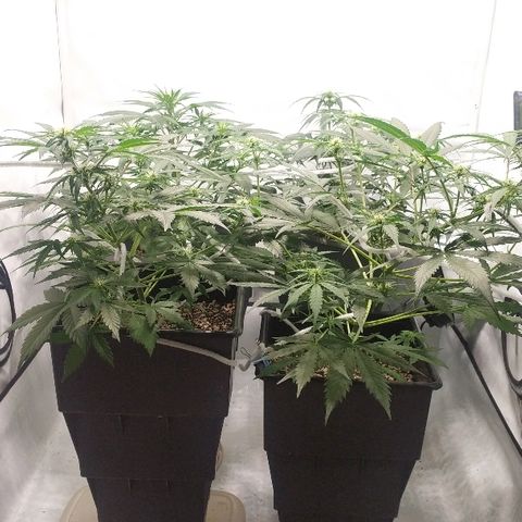 Zkittlez #3 growlog photo: Luego del riego