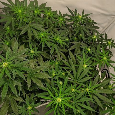 Zkittlez #3 growlog timeline photo