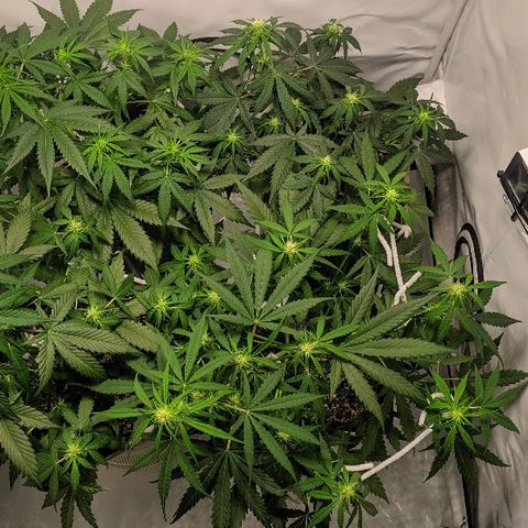 Zkittlez #3 growlog timeline photo