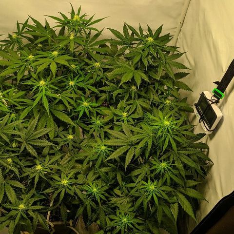 Zkittlez #3 growlog timeline photo