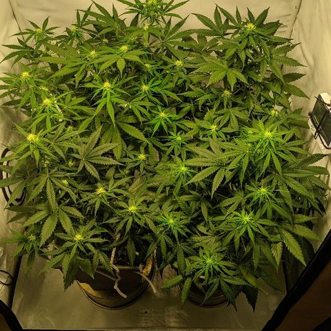 Zkittlez #3 growlog timeline photo