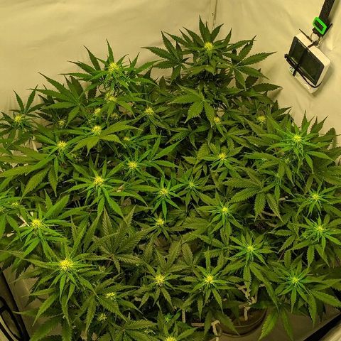Zkittlez #3 growlog timeline photo