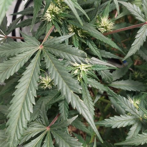 Zkittlez #3 growlog photo: Quemadas y oscuras