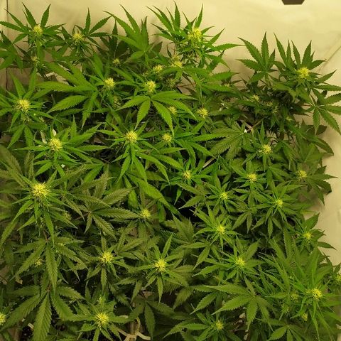 Zkittlez #3 growlog timeline photo