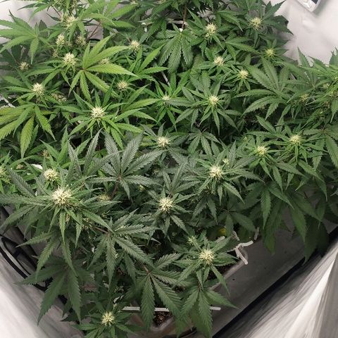 Zkittlez #3 growlog timeline photo