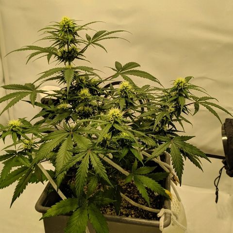 Zkittlez #3 growlog photo: Planta ma chica y menos desarrollada. Cogollos con olor a tricodermas o algo asi