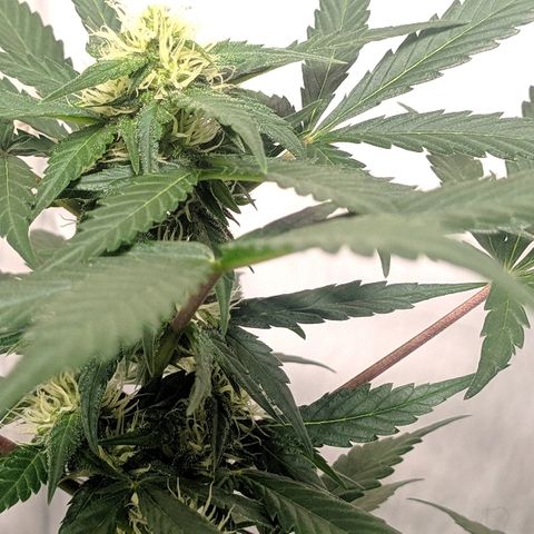 Zkittlez #3 growlog timeline photo