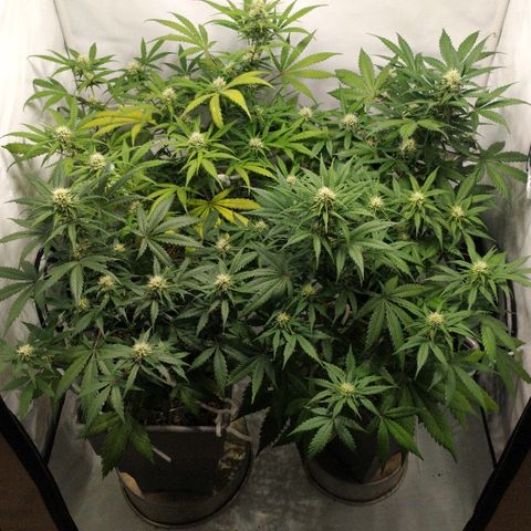 Zkittlez #3 growlog timeline photo