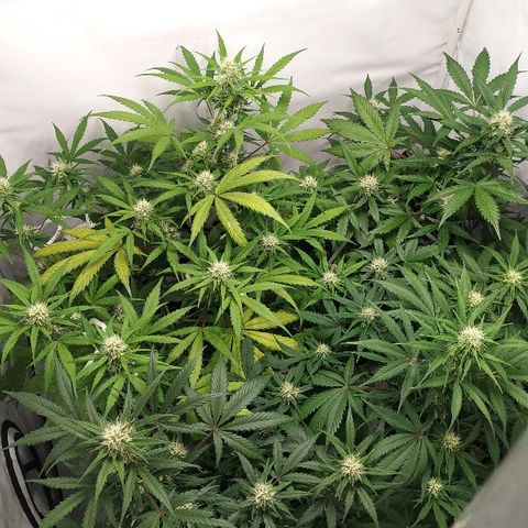 Zkittlez #3 growlog timeline photo