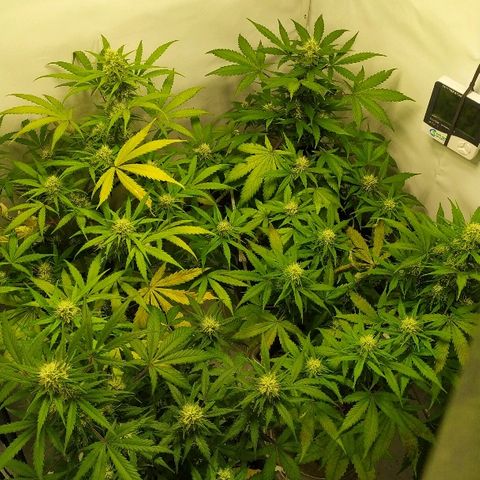Zkittlez #3 growlog timeline photo