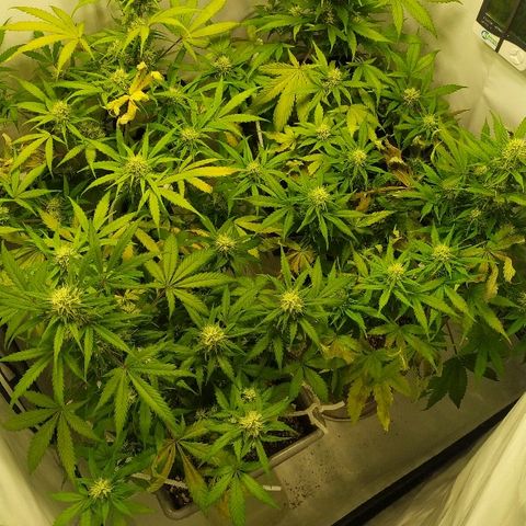 Zkittlez #3 growlog timeline photo