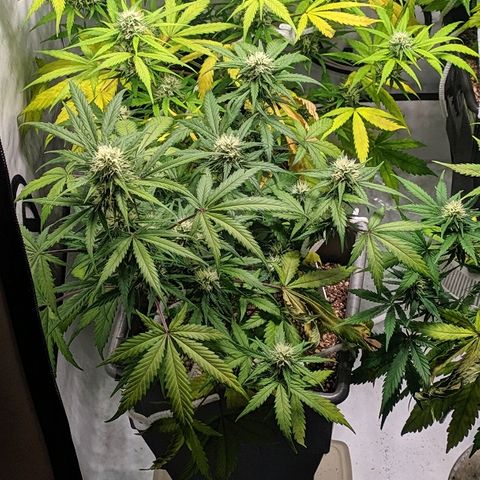 Zkittlez #3 growlog timeline photo