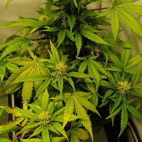 Zkittlez #3 growlog timeline photo