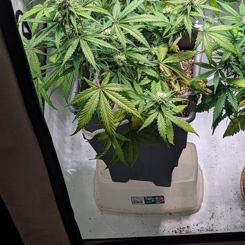 Zkittlez #3 growlog timeline photo