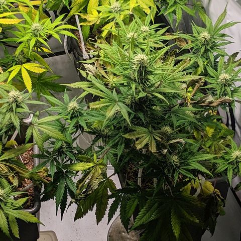 Zkittlez #3 growlog timeline photo