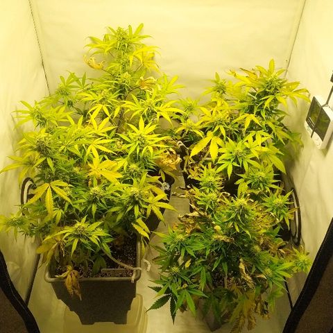 Zkittlez #3 growlog timeline photo