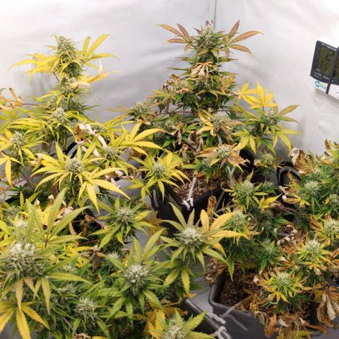 Zkittlez #3 growlog timeline photo