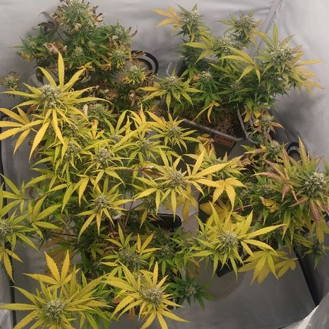 Zkittlez #3 growlog timeline photo