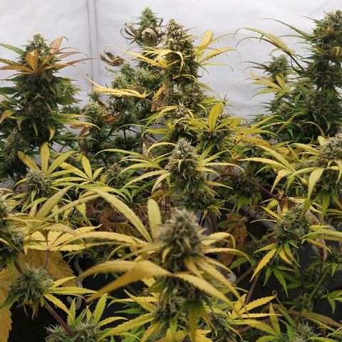 Zkittlez #3 growlog timeline photo