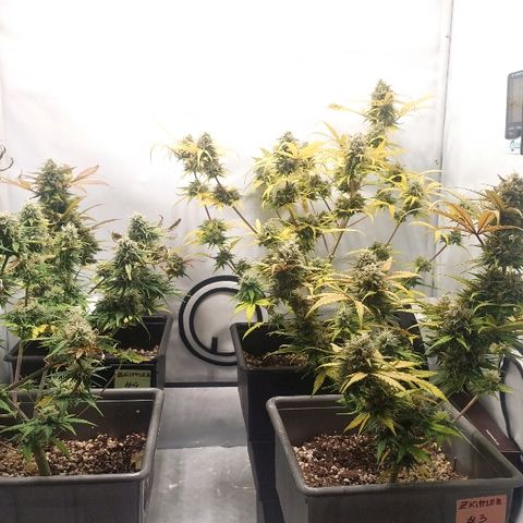 Zkittlez #3 growlog photo: Defoliacion