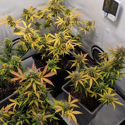 Zkittlez #3 growlog photo: Defoliacion