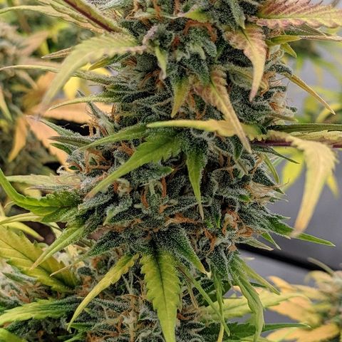 Zkittlez #3 growlog timeline photo