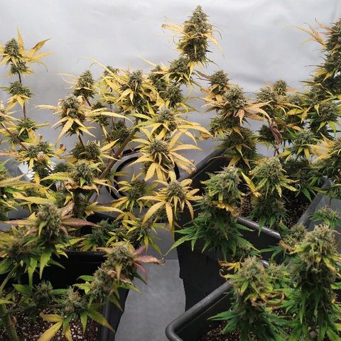 Zkittlez #3 growlog timeline photo