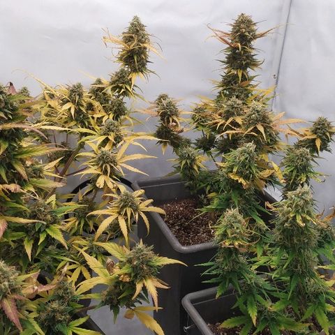 Zkittlez #3 growlog timeline photo