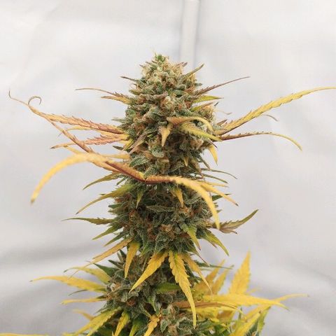 Zkittlez #3 growlog timeline photo
