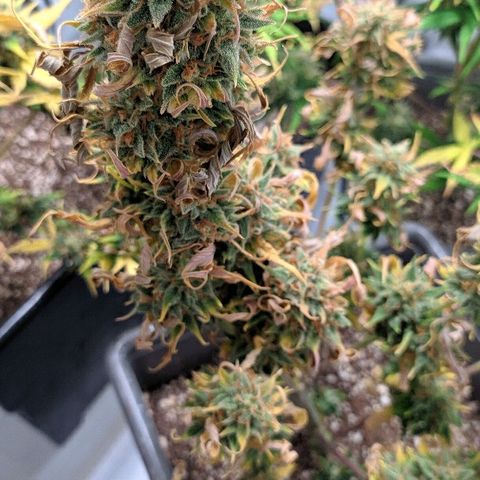Zkittlez #3 growlog timeline photo