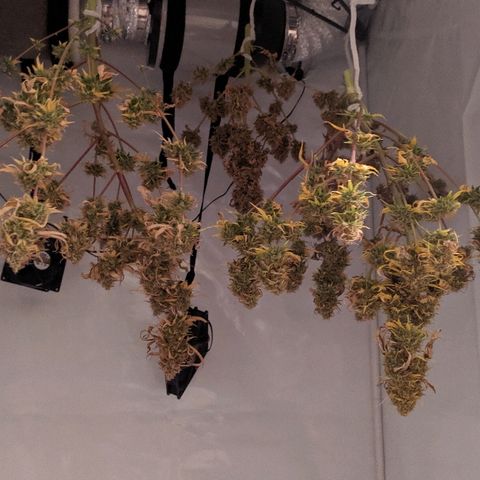 Zkittlez #3 growlog timeline photo