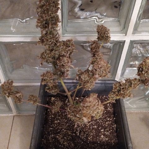 Zkittlez #3 growlog timeline photo