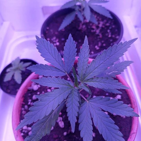 Semente de algum colombian por aí growlog photo: Em crescimento. A planta menor brotou dois ramos.