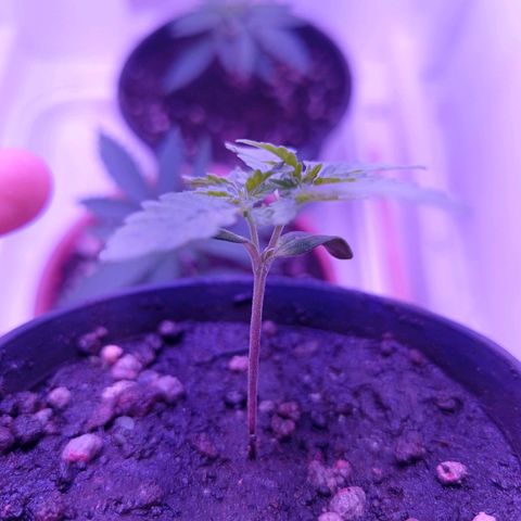 Semente de algum colombian por aí growlog timeline photo