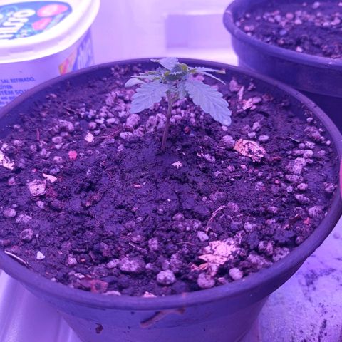 Semente de algum colombian por aí growlog photo: Transplante para vaso maior. Adubados de novo.