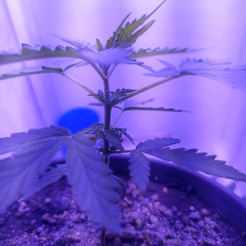 Semente de algum colombian por aí growlog timeline photo