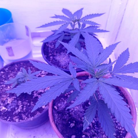 Semente de algum colombian por aí growlog timeline photo