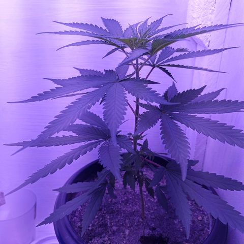 Semente de algum colombian por aí growlog timeline photo