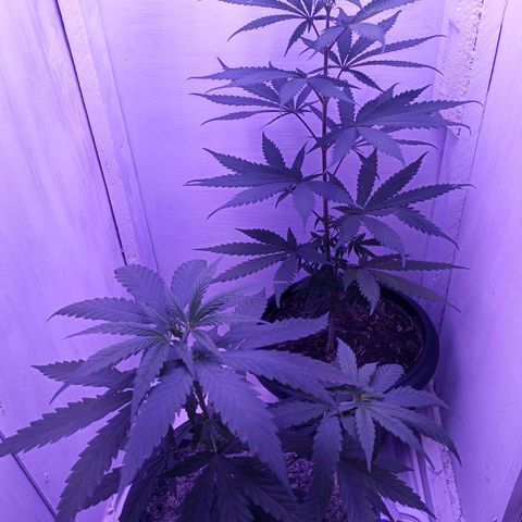 Semente de algum colombian por aí growlog timeline photo