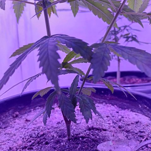 Semente de algum colombian por aí growlog timeline photo